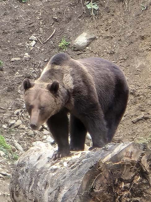 From Brasov: Bear Watching in the Wild - Who this bear watching trip suits best, and who should think twice