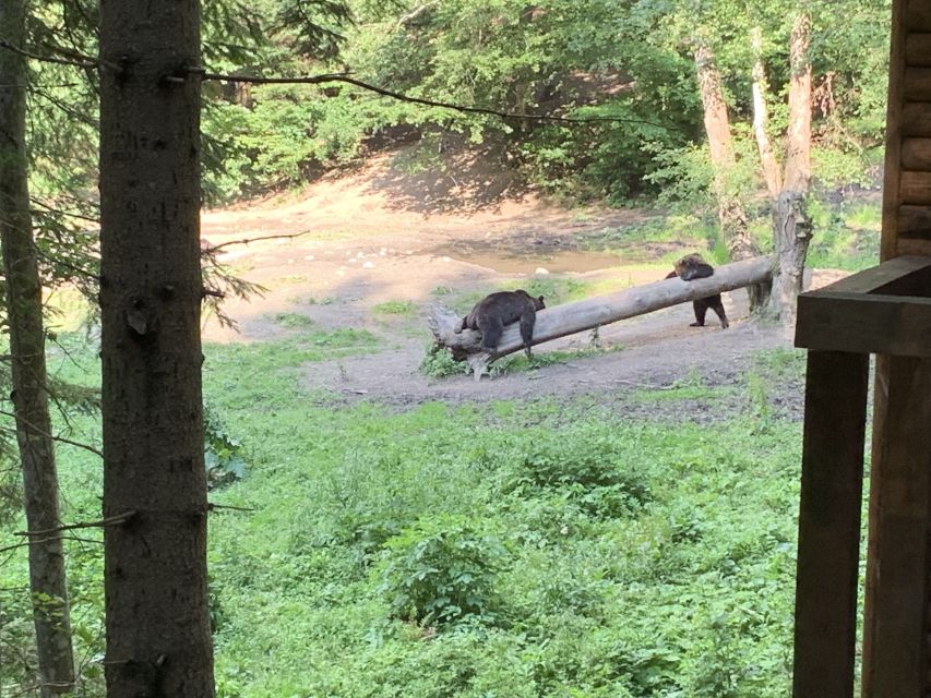 From Brasov: Bear Watching in the Wild - From your Brasov hotel to the forest: 30 minutes that sets the mood