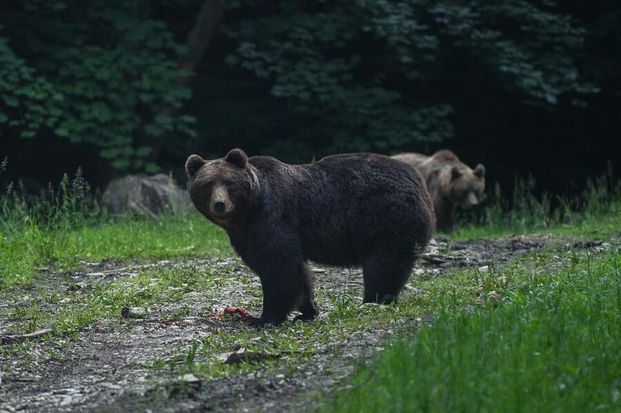 From Brasov: Brown Bear Watching in the Carpathian Mountains - Key things to know before you go to a Brasov bear hide