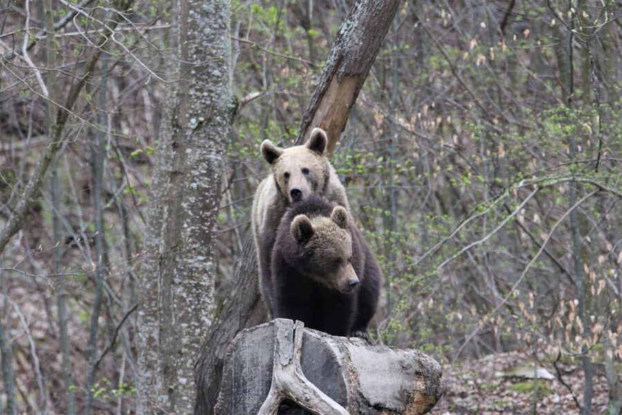 From Brasov: Brown Bear Watching in the Carpathian Mountains - Price and value: is $79 per person worth it?