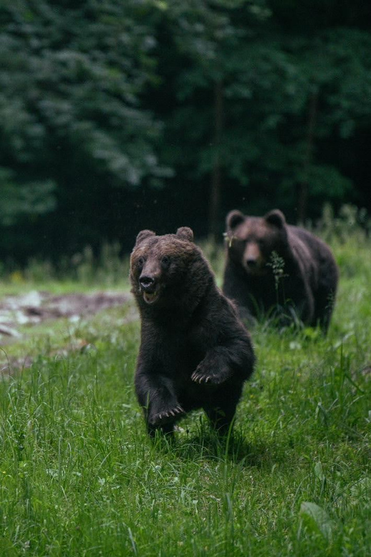 From Brasov: Brown Bear Watching in the Carpathian Mountains - Meeting at Brasov’s George Barițiu Library and starting with the right mindset