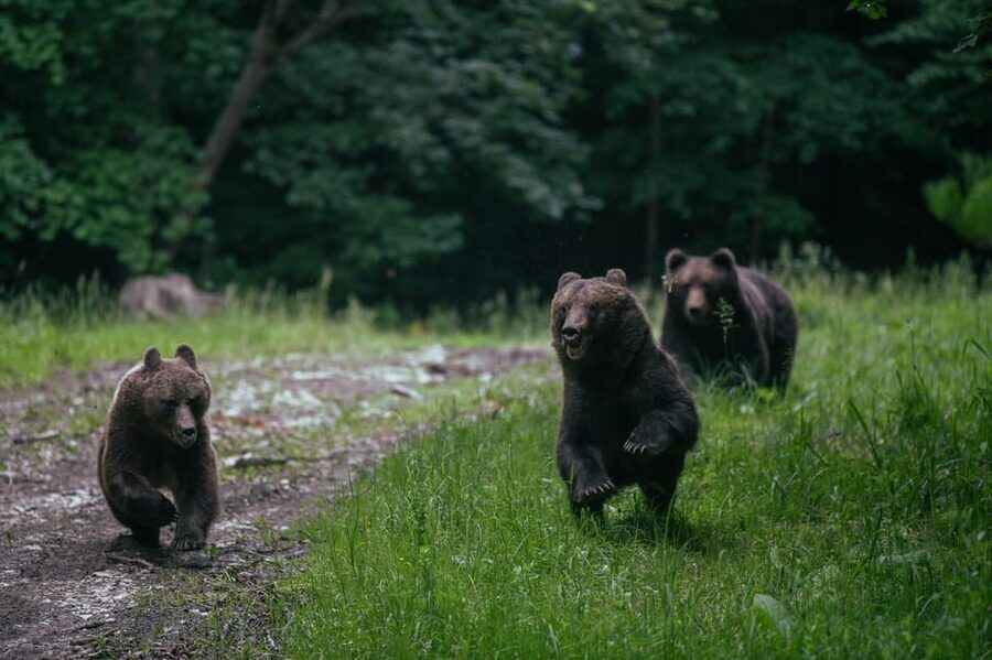 From Brasov: Brown Bear Watching in the Carpathian Mountains - Walking into the hide area: easy route, muddy ground, no shortcuts