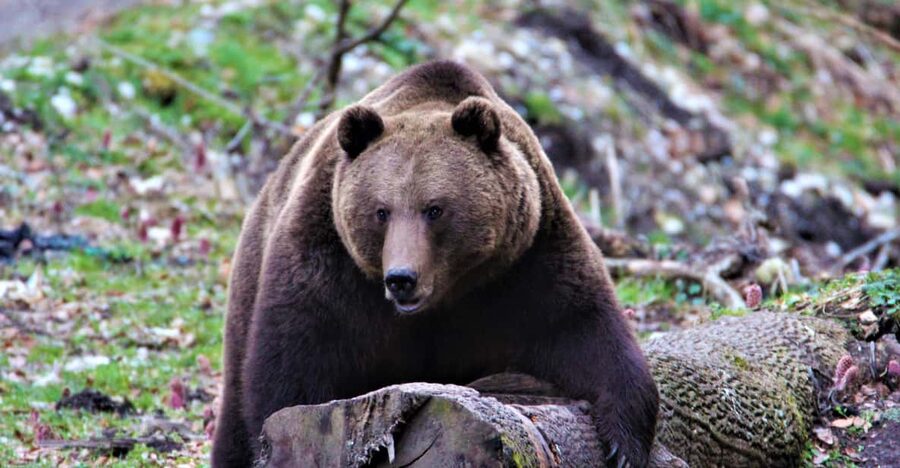 From Brasov: Brown Bear Watching in the Carpathian Mountains - The 2 hours in the Carpathians: what actually happens at the bear hide