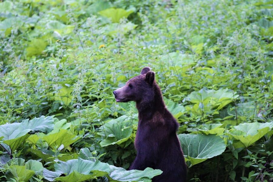 From Brasov: Brown Bear Watching in the Carpathian Mountains - Why Romania’s European brown bears are a big deal here