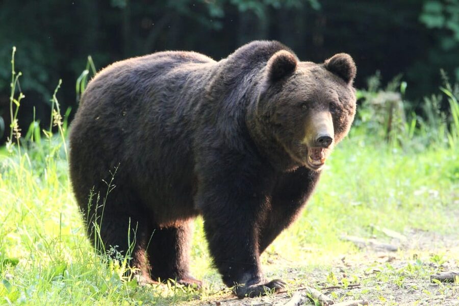 From Brasov: Brown Bear Watching in the Carpathian Mountains - The ethical part: why bears may have food placed nearby