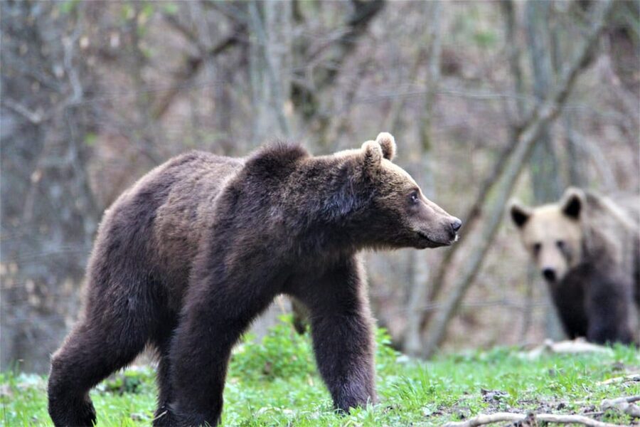 From Brasov: Brown Bear Watching in the Carpathian Mountains - How to maximize your chances: quiet behavior beats fast scanning