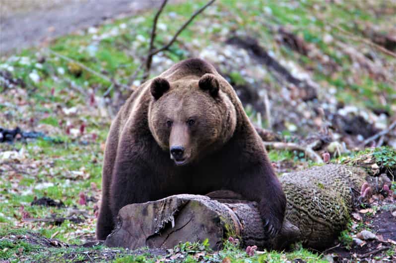 From Brasov: Brown Bear Watching in the Carpathian Mountains - Duration and flow: how the half-day feels, from pickup to return