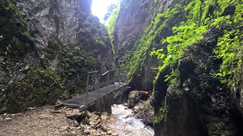 From Brasov: Day Trip to the Seven Ladders Canyon - Canyon exits and the return hike through the forest