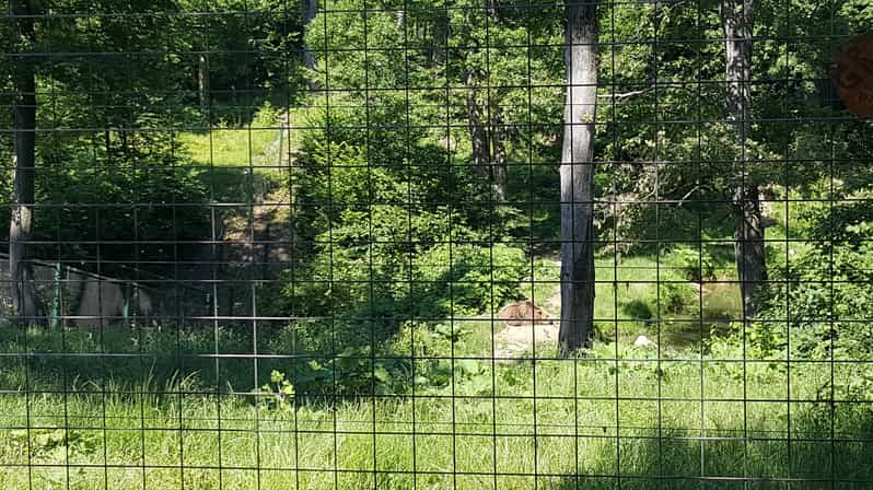 From Brasov: Libearty Bear Sanctuary Guided Tour - Entering Libearty: A Sanctuary With Rules You Can Feel