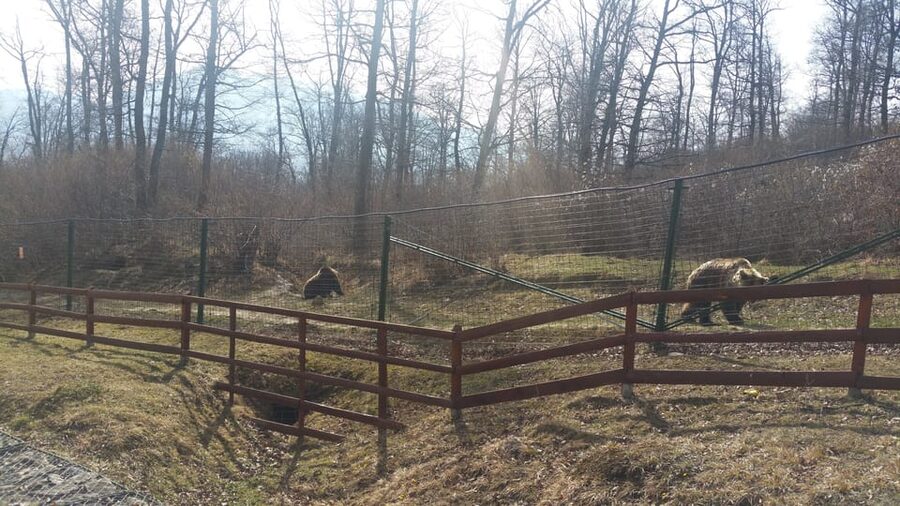 From Brasov: Libearty Bear Sanctuary Guided Tour - What You Learn From the Bears’ Stories