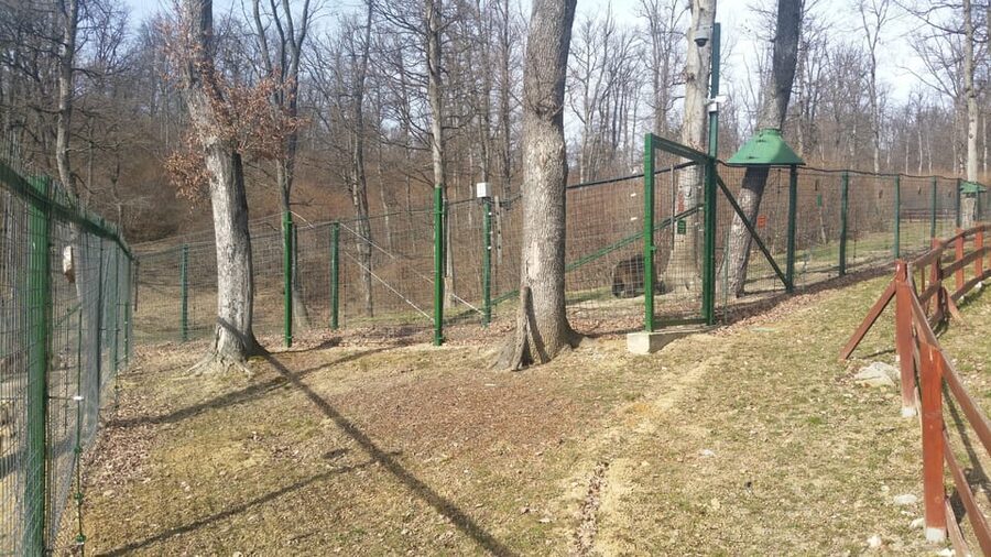From Brasov: Libearty Bear Sanctuary Guided Tour - Photo Rules, Phone Etiquette, and the 50 Lei Camera Fee
