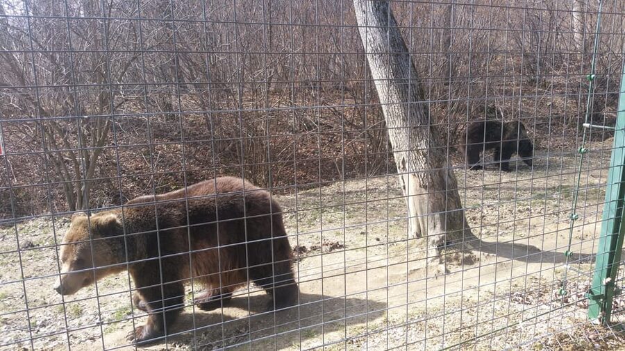 From Brasov: Libearty Bear Sanctuary Guided Tour - Price and Value: Is $92 Worth 3 Hours?