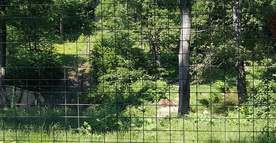 From Brasov: Libearty Bear Sanctuary Guided Tour - Who Should Book This Bear Sanctuary Tour