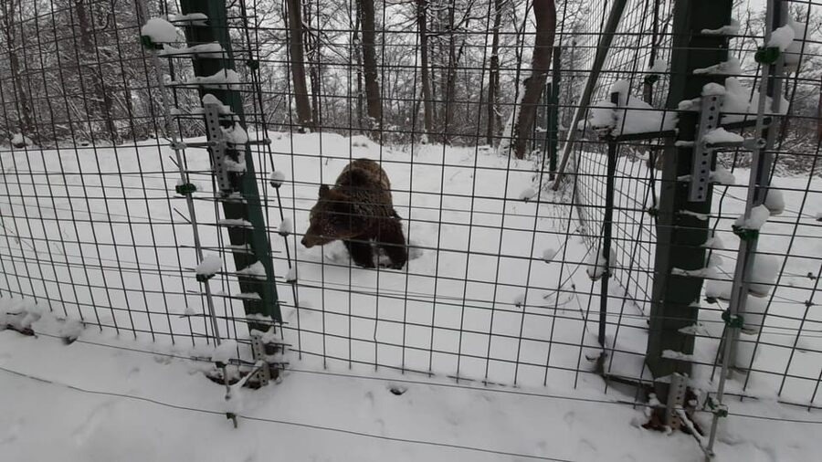 From Brasov: Libearty Bear Sanctuary Guided Tour - Should You Book This Tour From Brasov?