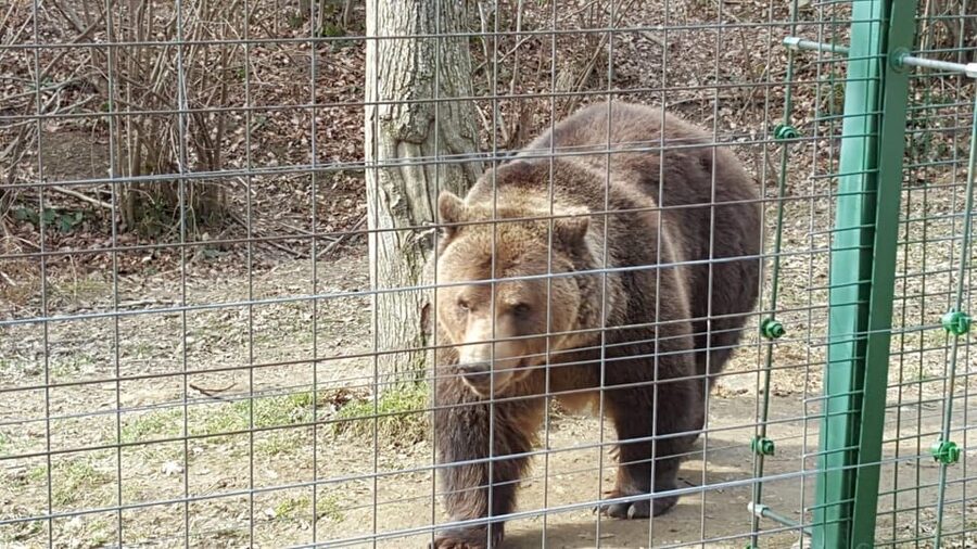 From Brasov: Libearty Bear Sanctuary Guided Tour - FAQ