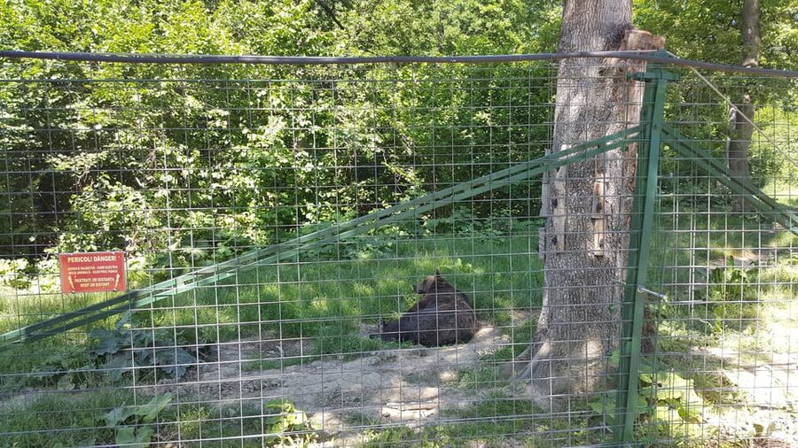 From Brasov: Libearty Bear Sanctuary Guided Tour - The Guided Forest Walk: Around 2 km, About 75 Minutes