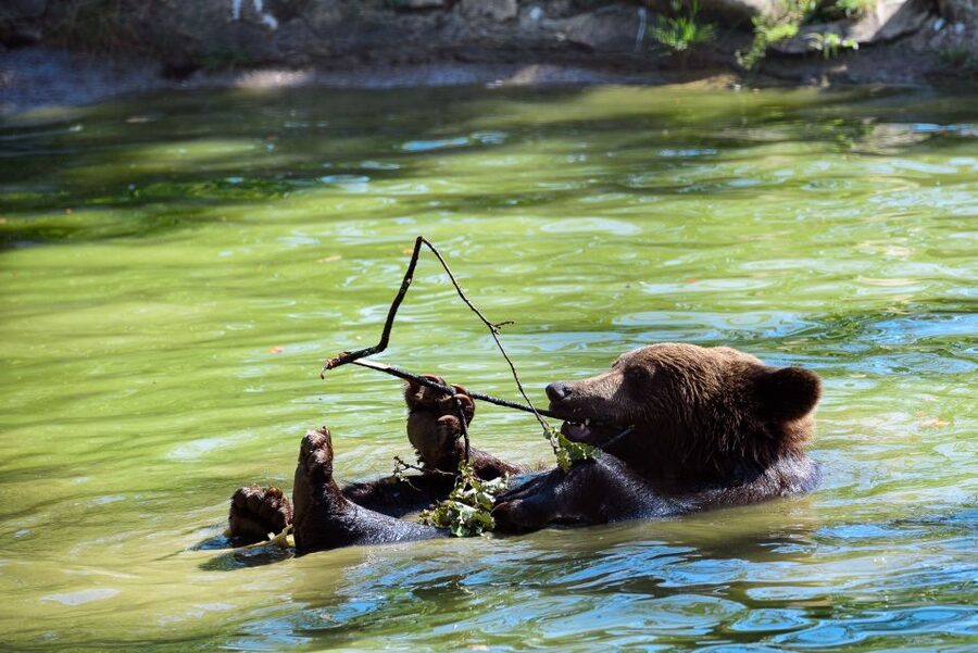 From Bucharest: Bear Sanctuary and Dracula Castle Day Tour - Why This Bucharest to Transylvania Combo Feels Like More Than Two Stops