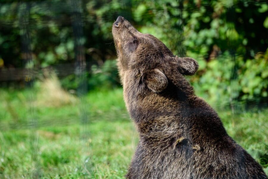 From Bucharest: Bear Sanctuary and Dracula Castle Day Tour - Libearty Bear Sanctuary in Zarnesti: Freedom in a Real Forest, Not a Zoo