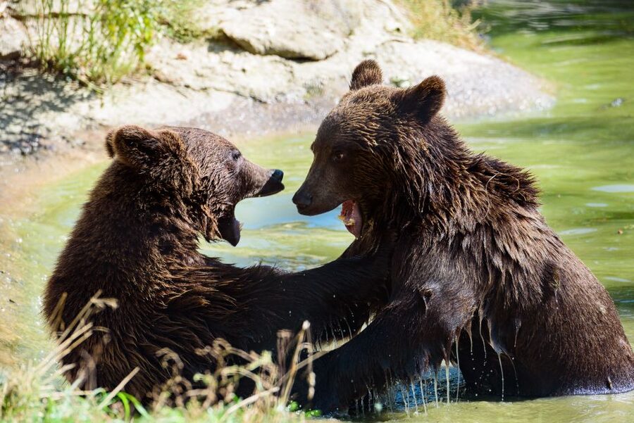From Bucharest: Bear Sanctuary and Dracula Castle Day Tour - The Big Picture Itinerary, With Real-World Timing