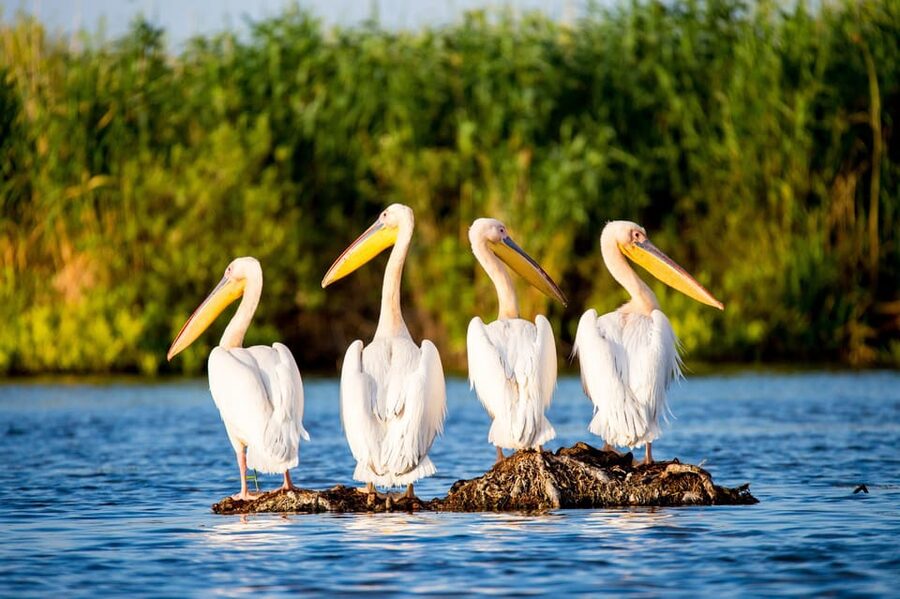 From Bucharest: Day Trip to Danube Delta - Key highlights at a glance