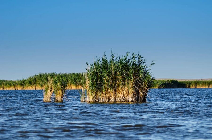 From Bucharest: Day Trip to Danube Delta - Fisherman’s lunch option: worth it, or easy to skip