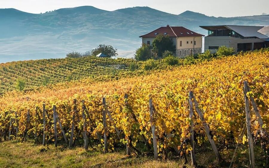 From Bucharest: Exclusive Dealu Mare Wine Tasting Tour - Key highlights