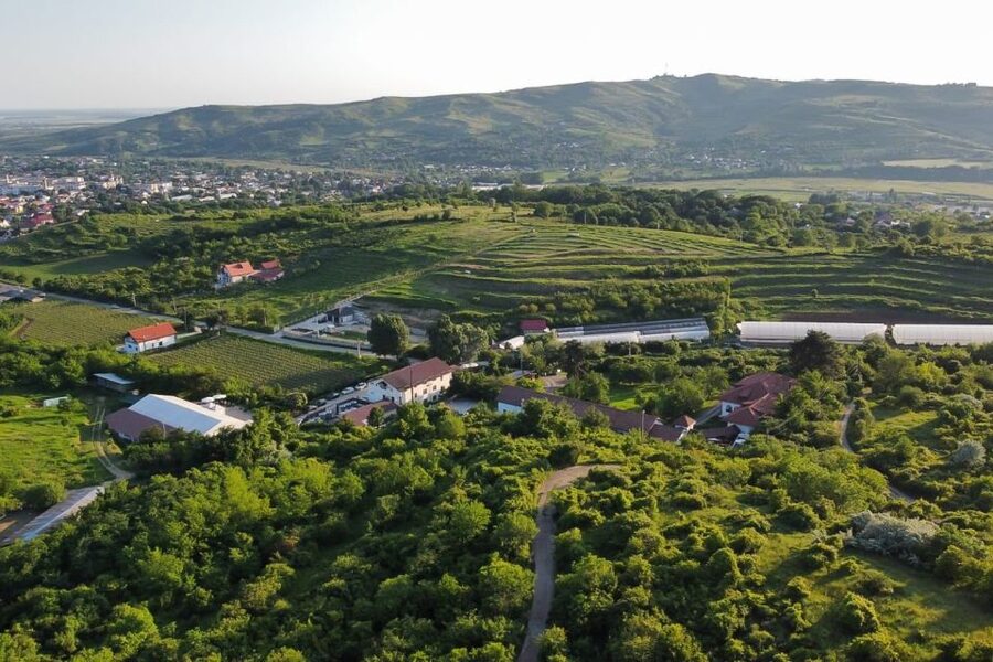 From Bucharest: Exclusive Dealu Mare Wine Tasting Tour - Lacerta Winery: modern cellar choices, guided tasting, six wine start