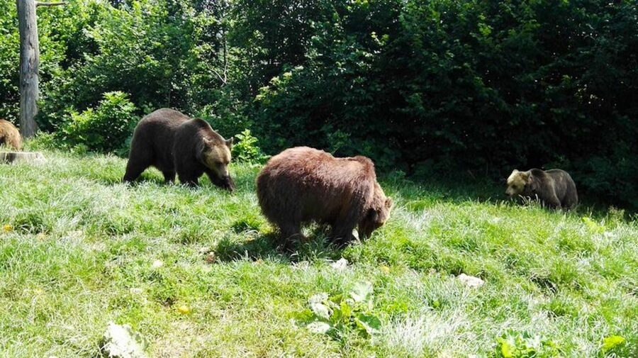 From Bucharest: Libearty Bear Sanctuary and Dracula's Castle - Key highlights to look for