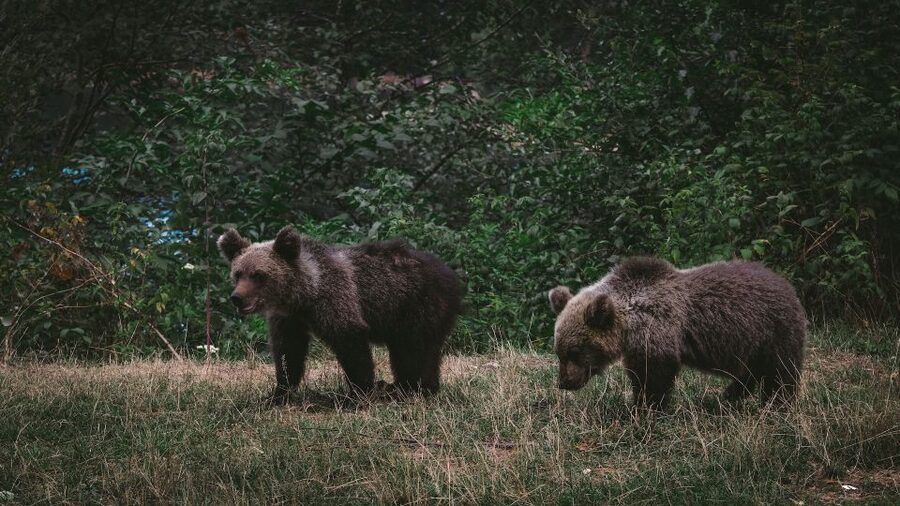 From Bucharest: Libearty Bear Sanctuary and Dracula's Castle - How the guide changes the whole day