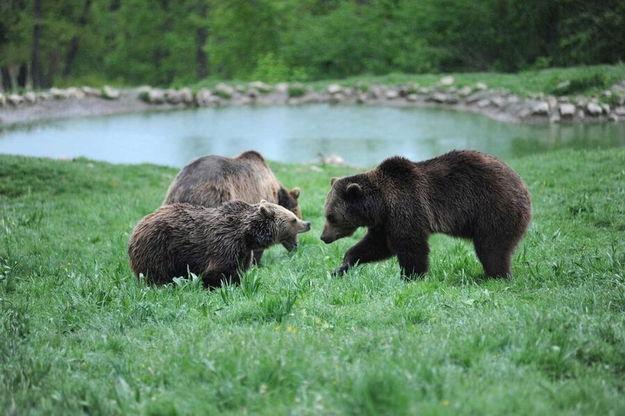From Bucharest: Libearty Bear Sanctuary and Dracula's Castle - Price and value: is $159 a good deal from Bucharest?