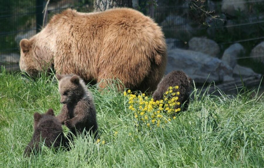 From Bucharest: Libearty Bear Sanctuary and Dracula's Castle - Bucharest pickup, then straight into Carpathian country
