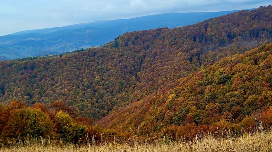 From Cluj-Napoca: Apuseni Mountains Hiking Guided Day Tour - Fungi, wildflowers, and the practical joy of slowing down