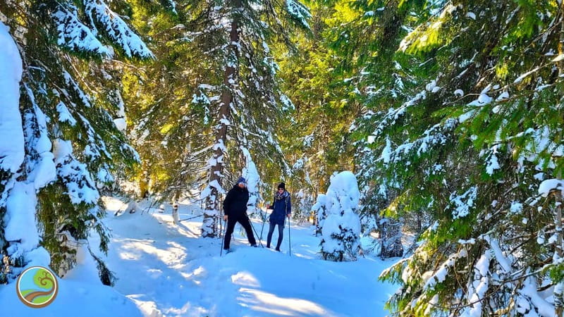 From Cluj: Winter Walking Trip on the Great Mountain - Snowshoe Setup: How the Equipment Works With Regular Hiking Boots