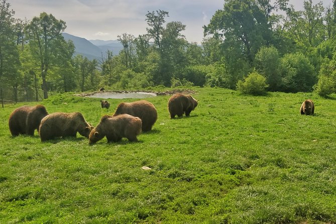 Golden Circle of Transylvania - Liberty Bear Sanctuary (Zărnești): conservation that is not just a show