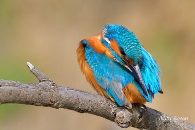 Guided Birdwatching day trip to the Danube Delta – private program