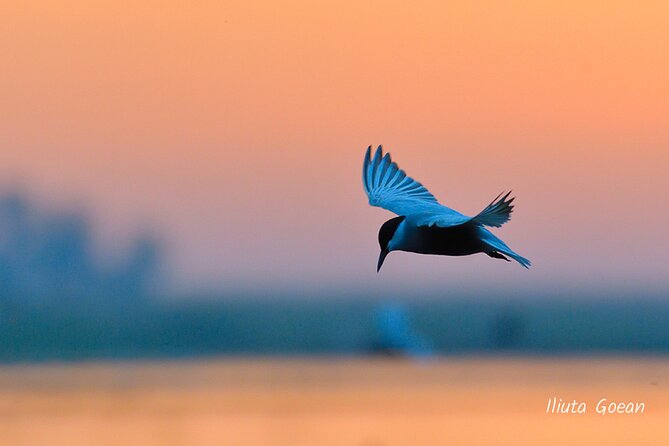 Guided Birdwatching day trip to the Danube Delta - private program - Bring the right clothes, long robes are mandatory for comfort and rules