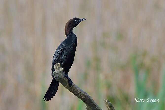 Guided Birdwatching day trip to the Danube Delta - private program - Food and timing, budget lunch and plan for a long day