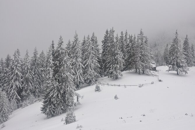Hike in the Wild Private Photo Tour - Winter Extra Credit: Reading Wildlife Tracks in Snow