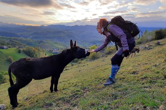 Hiking thought the best mountain villages in Romania-Private tour from Brasov - Pace, Fitness, and Comfort: Making the Most of a Moderate Hiking Day