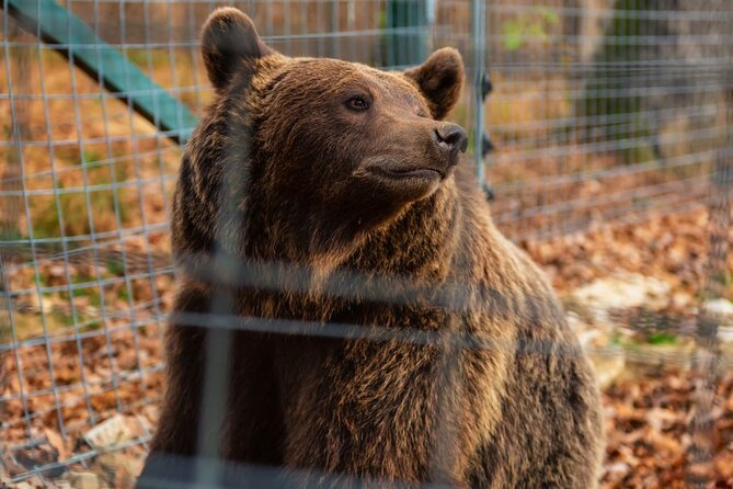 Legends&Wildlife Awaits: Dracula's Castle & Bear Sanctuary - Who This Trip Fits Best, and Who Might Want a Different Day