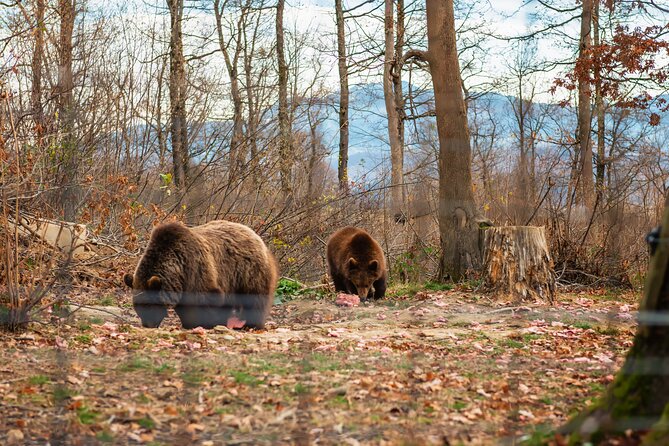 Legends&Wildlife Awaits: Dracula's Castle & Bear Sanctuary - My Booking Verdict, Should You Choose This Tour?