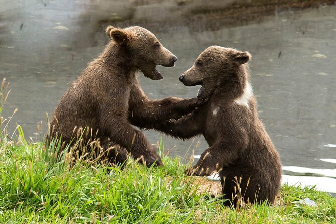 Libearty Bear Sanctuary and Dracula's Castle - Day Tour from Bucharest - A Full Day Out of Bucharest for Bears and Bran Castle