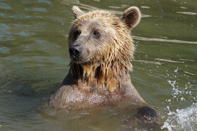 Libearty Bear Sanctuary and Dracula's Castle - Day Tour from Bucharest - The Drive Through the Carpathians, and What to Expect Comfort-Wise