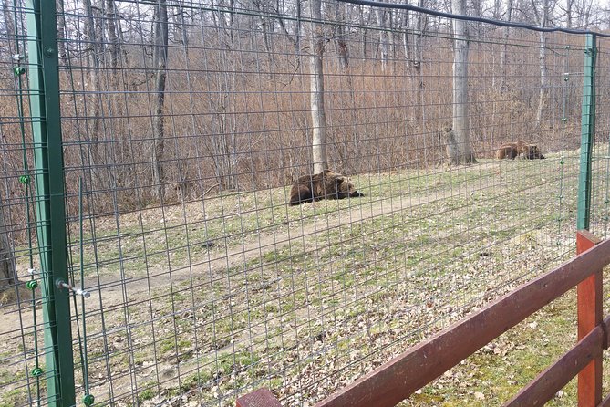 LiBearty Bear Sanctuary Zarnesti Small-Group Trip from Brasov - Key highlights to know before you go