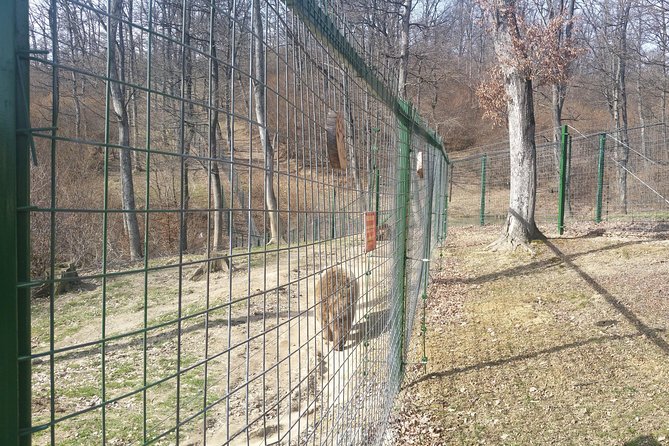 LiBearty Bear Sanctuary Zarnesti Small-Group Trip from Brasov - Brașov pickup, timing, and how to avoid stress at 8:30