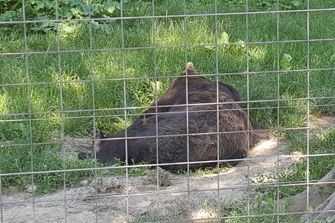 LiBearty Bear Sanctuary Zarnesti Small-Group Trip from Brasov - The Libearty Bear Sanctuary walk: what you actually do