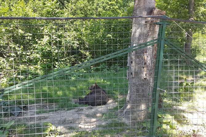 LiBearty Bear Sanctuary Zarnesti Small-Group Trip from Brasov - What about photo time, photo tax, and city viewpoints?