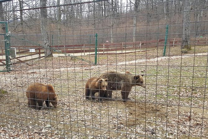 LiBearty Bear Sanctuary Zarnesti Small-Group Trip from Brasov - Who this tour suits best (and who should think twice)