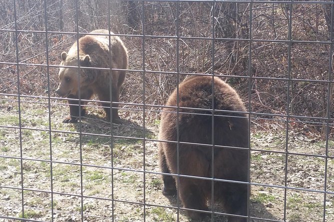 LiBearty Bear Sanctuary Zarnesti Small-Group Trip from Brasov - Getting value from a small group (maximum seven people)