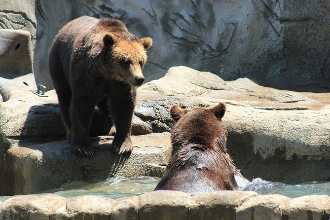 LiBEARty Brown Bear Sanctuary and the most important castles from Romania - Bran Castle, Romania’s fortress castle tied to Dracula